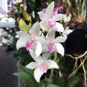 Dendrobium Darlington Joy