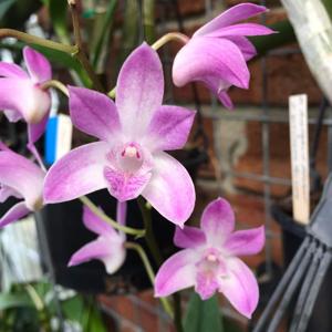 Dendrobium Darlington Joy