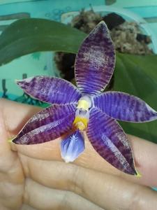 Phalaenopsis YangYang Blue Dragonfly