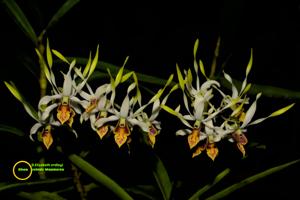 Dendrobium Elizabeth Erdleyi