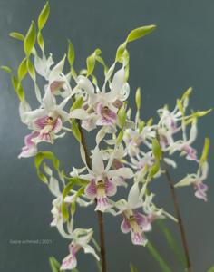 Dendrobium Elizabeth Erdleyi