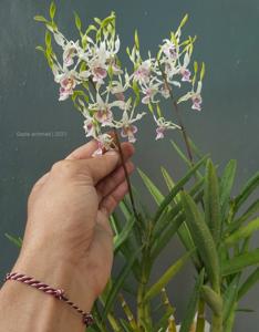 Dendrobium Elizabeth Erdleyi