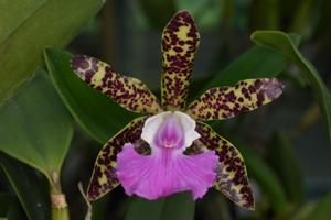 Cattleya Little Quail