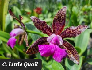 Cattleya Little Quail