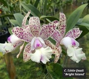 Cattleya Little Quail