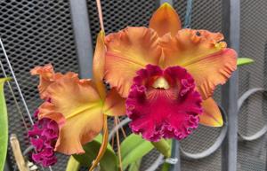 Rhyncholaeliocattleya Golden Paragon