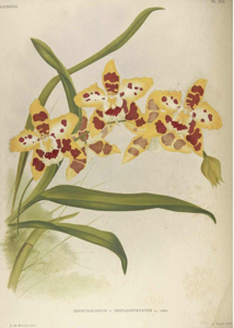 Oncidium Troyanofskyanum