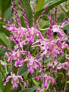 Dendrobium Nicha Hirola