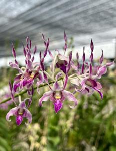 Dendrobium Nicha Hirola