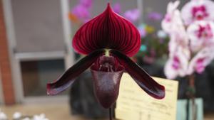 Paphiopedilum Memoria Vickie Lynn Nagy