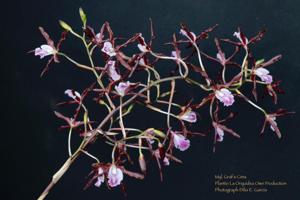 Myrmecolaelia Graf's Cima