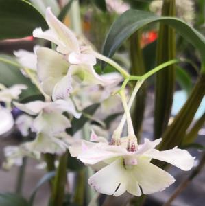 Dendrobium Charlotte's Web