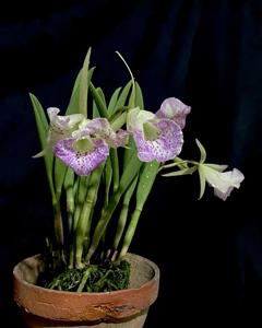 Brassocattleya Air Mososa