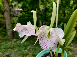 Brassocattleya Air Mososa