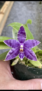 Phalaenopsis KS Blue Ludde