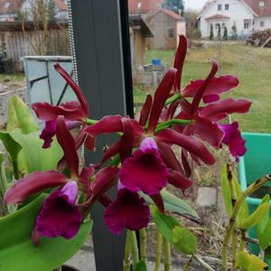 Cattleya Cruella