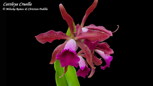 Cattleya Cruella