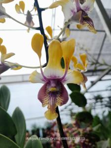 Dendrobium Kah Kiat Neo Sally