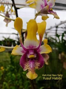 Dendrobium Kah Kiat Neo Sally