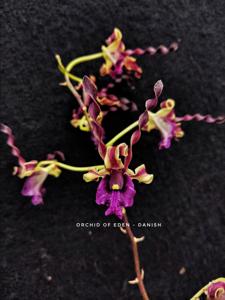 Dendrobium Danish