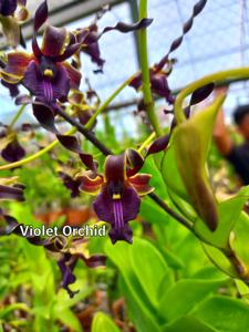 Dendrobium Danish