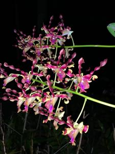 Dendrobium Danish