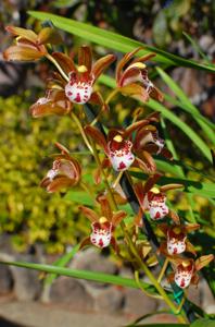 Cymbidium Ba Trieu