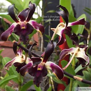 Dendrobium Tengger Beauty