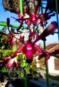 Dendrobium Tengger Beauty