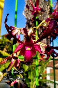 Dendrobium Tengger Beauty