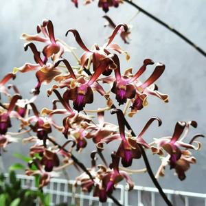 Dendrobium Tengger Beauty