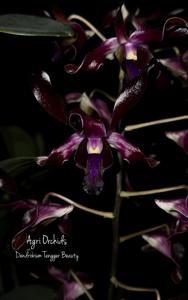 Dendrobium Tengger Beauty