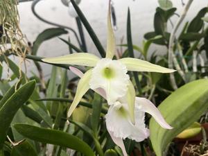<i>Brassavola</i> Kathy Cox