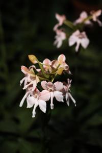 Pectabenaria Thai Dancer