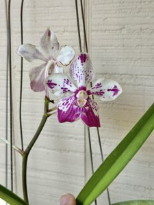 Vanda Saidah Nafisah