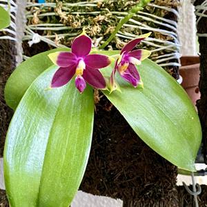 Phalaenopsis SBWR 25th Anniversary