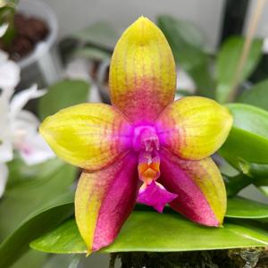 Phalaenopsis Pylo's Jewel