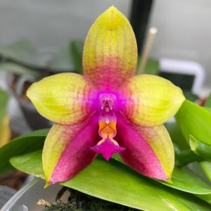 Phalaenopsis Pylo's Jewel
