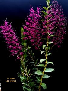 Dendrobium Oryen