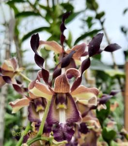 Dendrobium Oryen