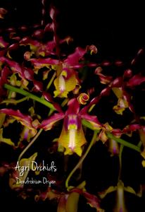 Dendrobium Oryen