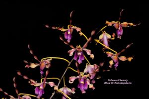 Dendrobium Dewanti Beauty