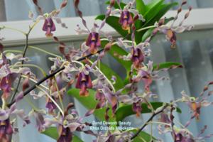 Dendrobium Dewanti Beauty