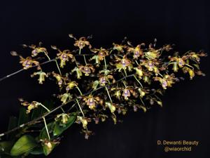 Dendrobium Dewanti Beauty