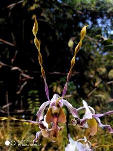 Dendrobium Rahayu Sumarni