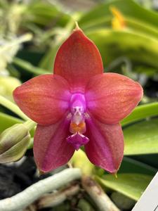 Phalaenopsis Pylo's King