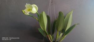 Cattleya White Diamonds