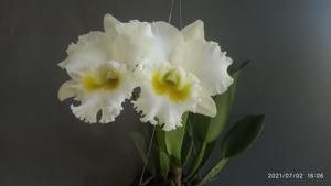 Cattleya White Diamonds