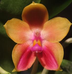 Phalaenopsis Yaphon Good Match