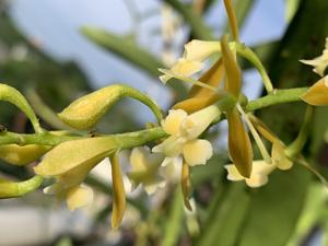 Epidendrum Yellow Fly